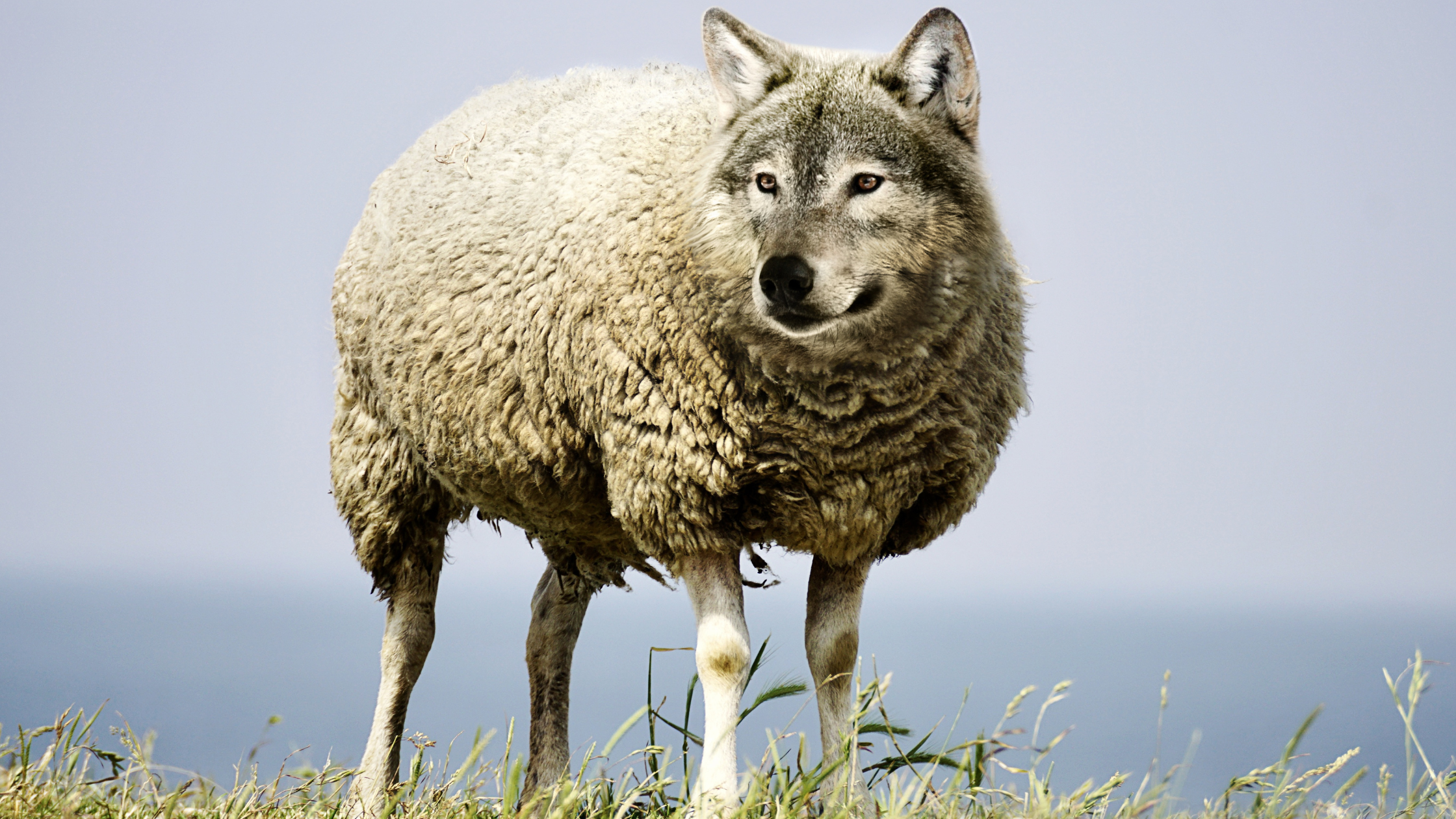 The Silent Threat: Divisive People in the Church